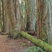 Mulch Trails Alongside 400 Year Old Firs