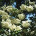 Milner Gardens Blooming Rhodos In May